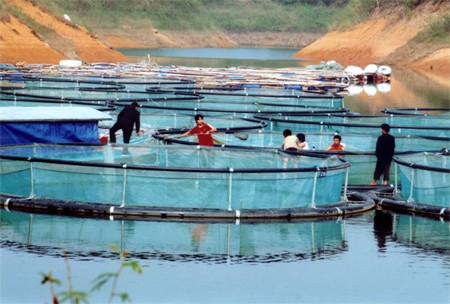 越南水产业开发养殖潜力，实现可持续发展 - ảnh 2