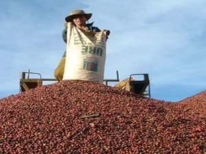 越南咖啡出口面向可持续发展 - ảnh 1