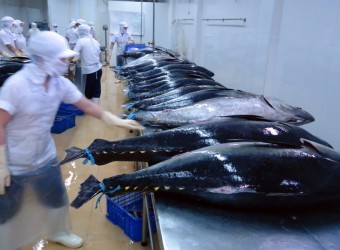 越南提高金枪鱼产品价值的措施 - ảnh 1