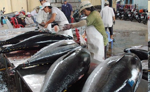 越南提高金枪鱼产品价值的措施 - ảnh 2