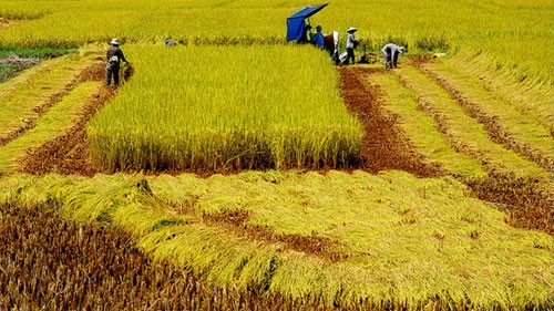  越南经济2012年的重要支柱——农业    - ảnh 1