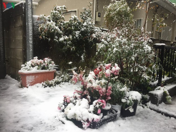 Chiêm ngưỡng vẻ đẹp của tuyết rơi giữa mùa xuân tại Nhật Bản - ảnh 10