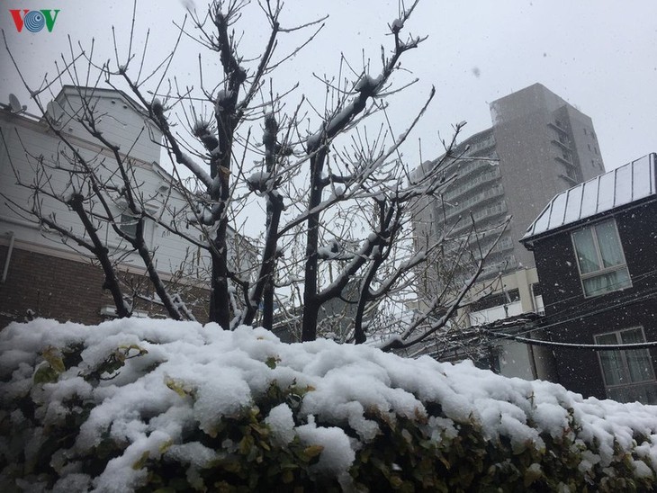 Chiêm ngưỡng vẻ đẹp của tuyết rơi giữa mùa xuân tại Nhật Bản - ảnh 11