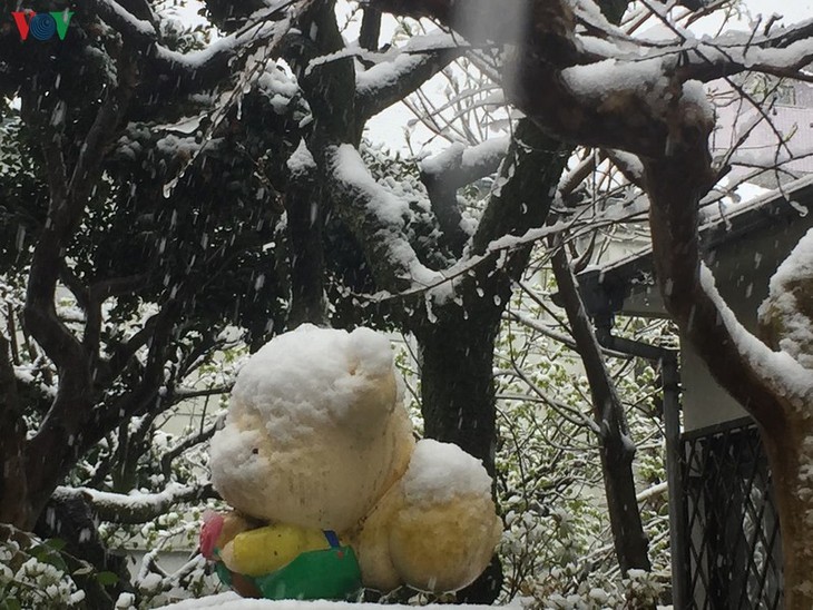 Chiêm ngưỡng vẻ đẹp của tuyết rơi giữa mùa xuân tại Nhật Bản - ảnh 1