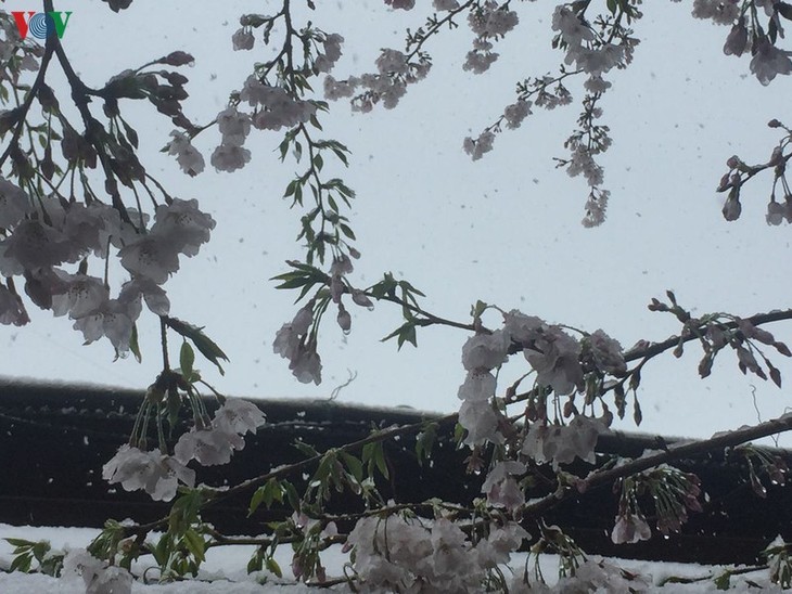 Chiêm ngưỡng vẻ đẹp của tuyết rơi giữa mùa xuân tại Nhật Bản - ảnh 3
