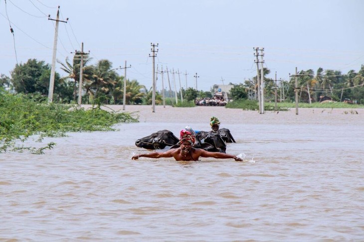 Mousson en Inde: un million de déplacés, 184 morts dans des inondations - ảnh 1