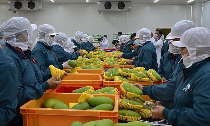 Augmentation des exportations de fruits et légumes - ảnh 1