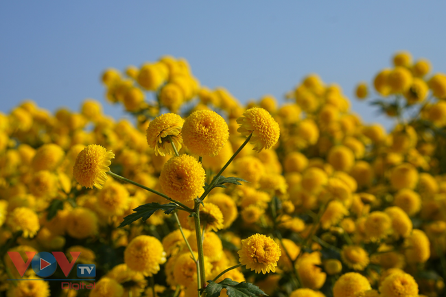 Làng Nghĩa Trai vàng óng vào mùa thu hoạch hoa cúc chi - ảnh 19