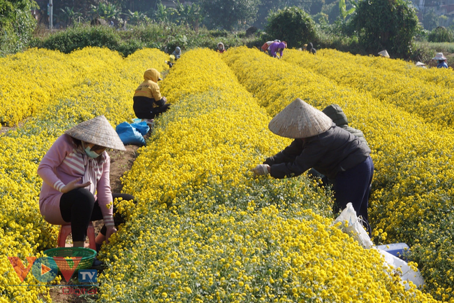 Làng Nghĩa Trai vàng óng vào mùa thu hoạch hoa cúc chi - ảnh 2