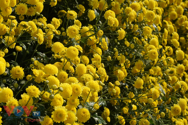 Làng Nghĩa Trai vàng óng vào mùa thu hoạch hoa cúc chi - ảnh 3
