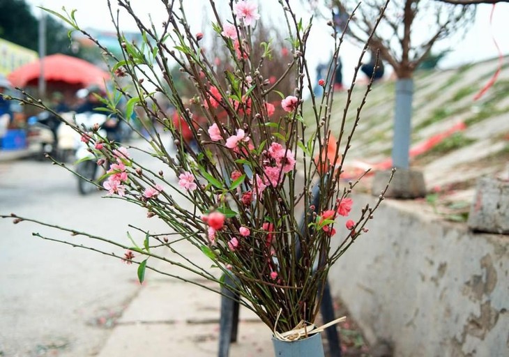 Chợ hoa Quảng An rộn ràng sắc hương những ngày cận Tết - ảnh 7