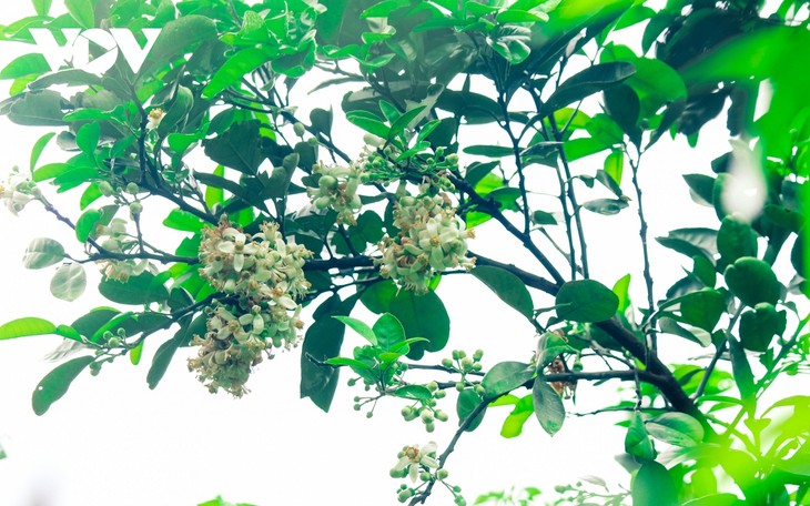 Hoa bưởi bung nở trắng trời ở làng trồng bưởi nổi tiếng Hà Nội - ảnh 9
