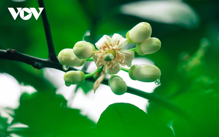 Hoa bưởi bung nở trắng trời ở làng trồng bưởi nổi tiếng Hà Nội - ảnh 11