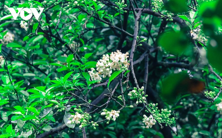 Hoa bưởi bung nở trắng trời ở làng trồng bưởi nổi tiếng Hà Nội - ảnh 12