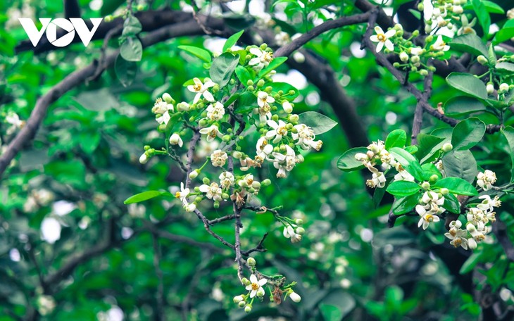 Hoa bưởi bung nở trắng trời ở làng trồng bưởi nổi tiếng Hà Nội - ảnh 5