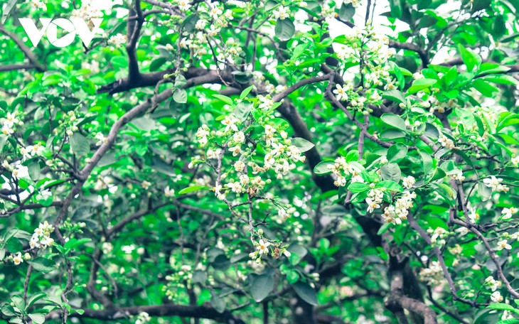 Hoa bưởi bung nở trắng trời ở làng trồng bưởi nổi tiếng Hà Nội - ảnh 7