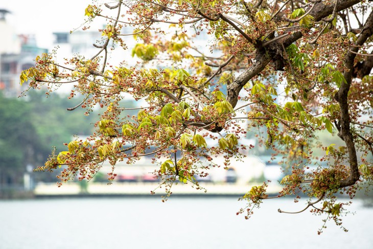 Hồ Gươm lung linh trong sắc loài hoa lạ - ảnh 13