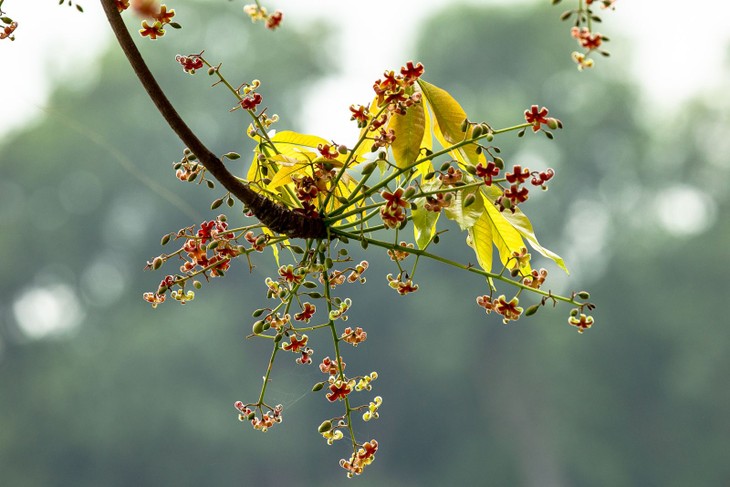 Hồ Gươm lung linh trong sắc loài hoa lạ - ảnh 29