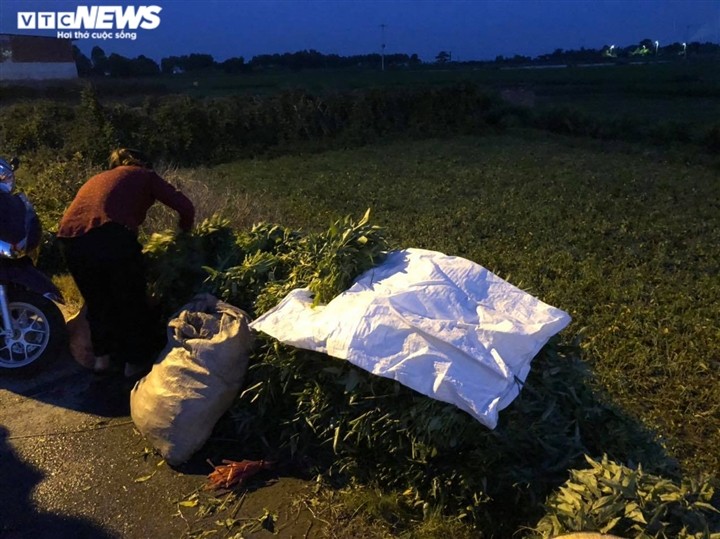 Nông dân Bắc Ninh hái 3.000 mớ rau tặng khu vực bị cách ly - ảnh 3