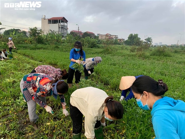 Nông dân Bắc Ninh hái 3.000 mớ rau tặng khu vực bị cách ly - ảnh 2