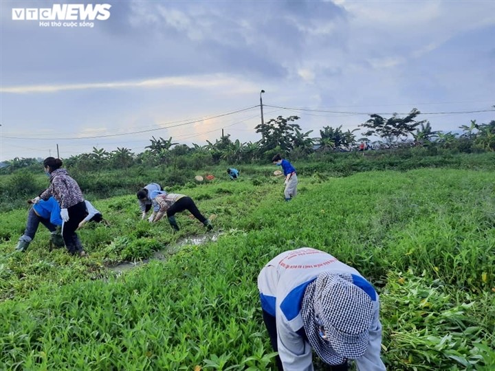 Nông dân Bắc Ninh hái 3.000 mớ rau tặng khu vực bị cách ly - ảnh 1