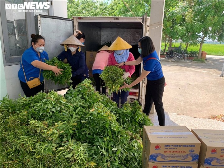 Nông dân Bắc Ninh hái 3.000 mớ rau tặng khu vực bị cách ly - ảnh 6