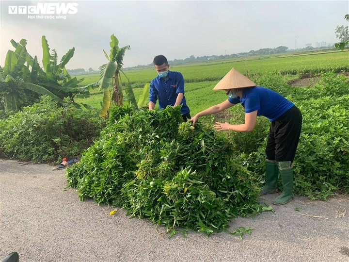Nông dân Bắc Ninh hái 3.000 mớ rau tặng khu vực bị cách ly - ảnh 5