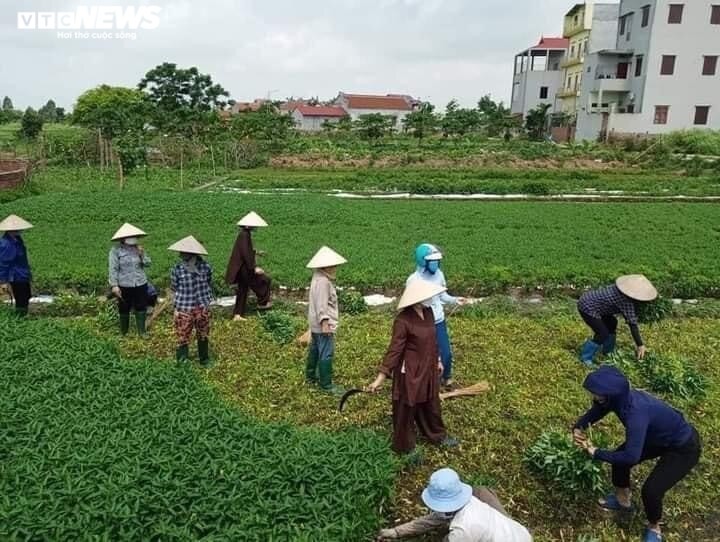 Nông dân Bắc Ninh hái 3.000 mớ rau tặng khu vực bị cách ly - ảnh 4