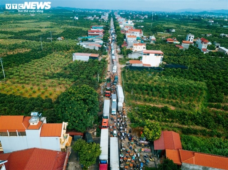Ấn tượng hàng dài xe chở vải nối đuôi nhau đến điểm thu mua ở Bắc Giang - ảnh 3
