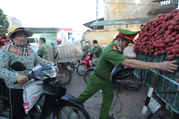 Ấn tượng hàng dài xe chở vải nối đuôi nhau đến điểm thu mua ở Bắc Giang - ảnh 9