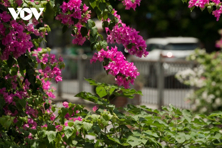 Ngắm hoa giấy đẹp rực rỡ giữa mùa hè Hà Nội - ảnh 9