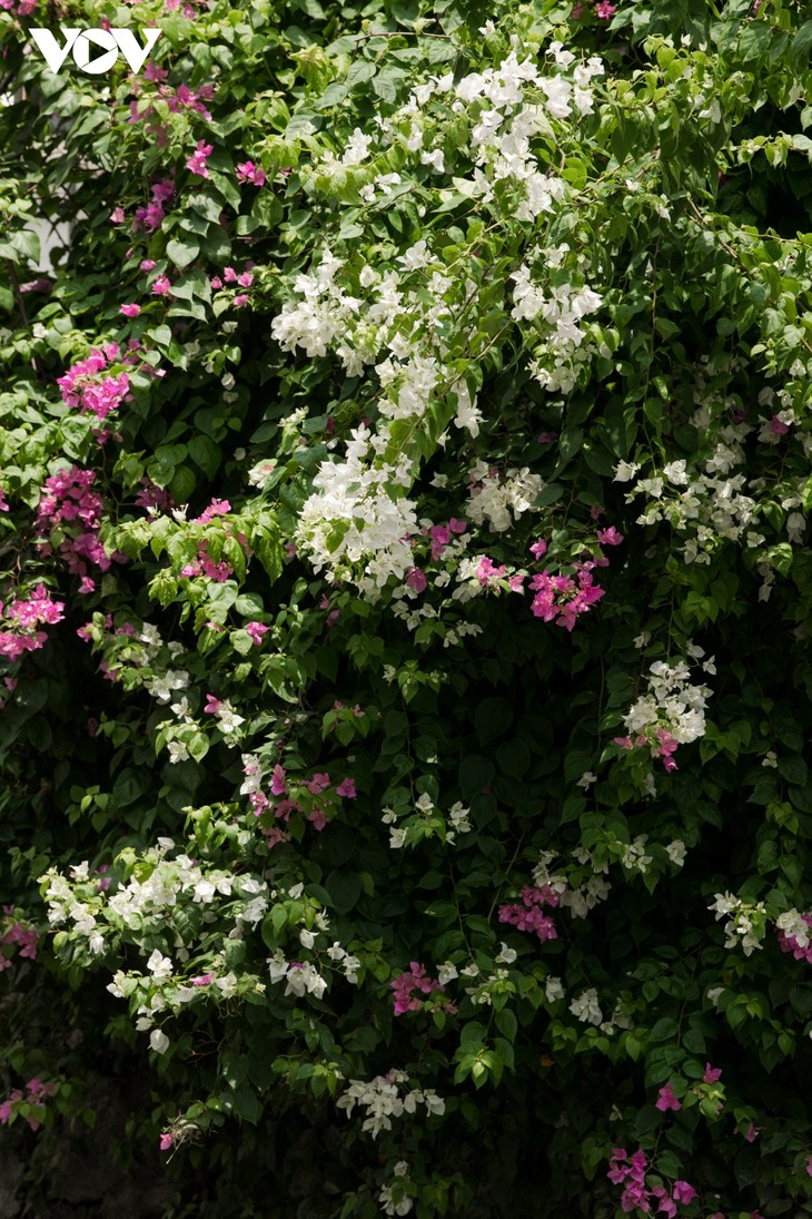 Ngắm hoa giấy đẹp rực rỡ giữa mùa hè Hà Nội - ảnh 11