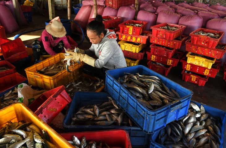 Chợ cá Bình Minh - ảnh 6