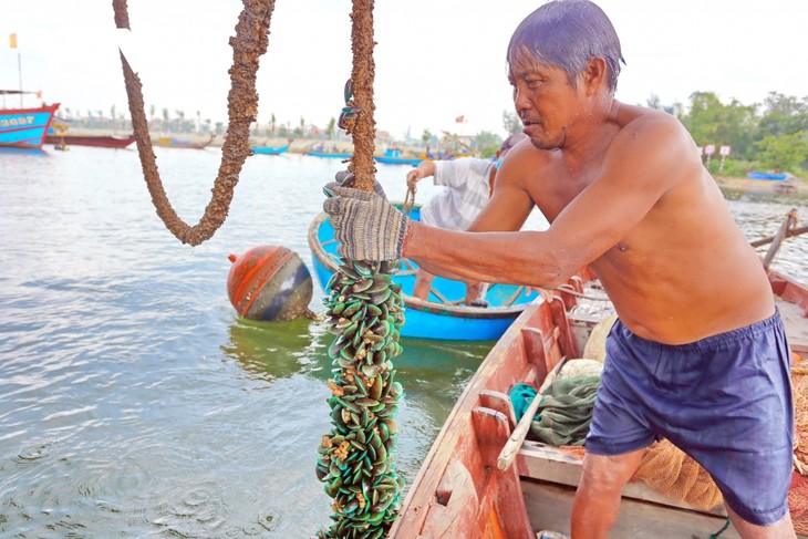 Ngư dân Quảng Nam lặn bắt vẹm xanh tặng khu cách ly - ảnh 7