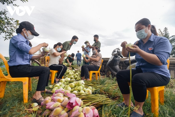 Công an huyện Ứng Hòa lội đầm hỗ trợ bà con thu hoạch sen - ảnh 10