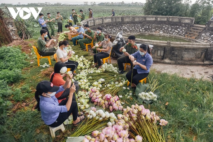 Công an huyện Ứng Hòa lội đầm hỗ trợ bà con thu hoạch sen - ảnh 13