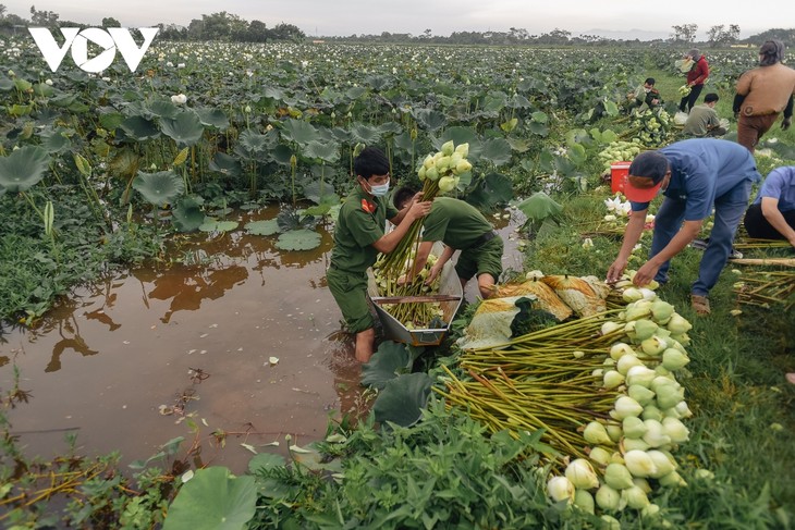 Công an huyện Ứng Hòa lội đầm hỗ trợ bà con thu hoạch sen - ảnh 5