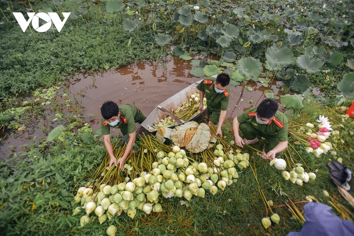 Công an huyện Ứng Hòa lội đầm hỗ trợ bà con thu hoạch sen - ảnh 4