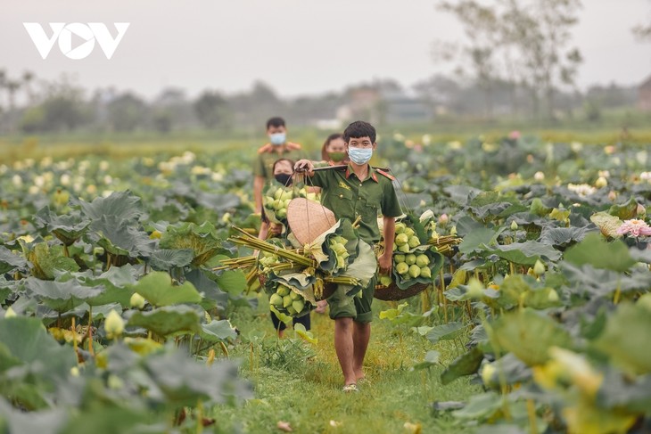 Công an huyện Ứng Hòa lội đầm hỗ trợ bà con thu hoạch sen - ảnh 9