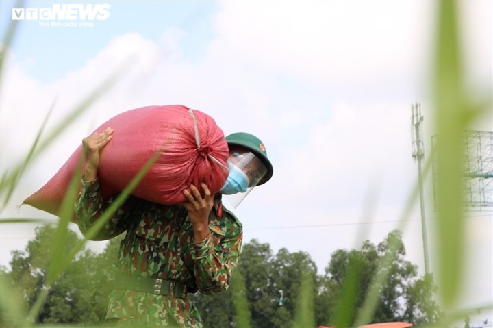 Bộ đội xuống đồng giúp nông dân TP.HCM thu hoạch lúa trong mùa dịch - ảnh 6