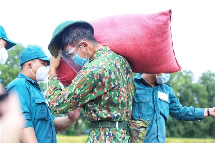 Bộ đội xuống đồng giúp nông dân TP.HCM thu hoạch lúa trong mùa dịch - ảnh 5