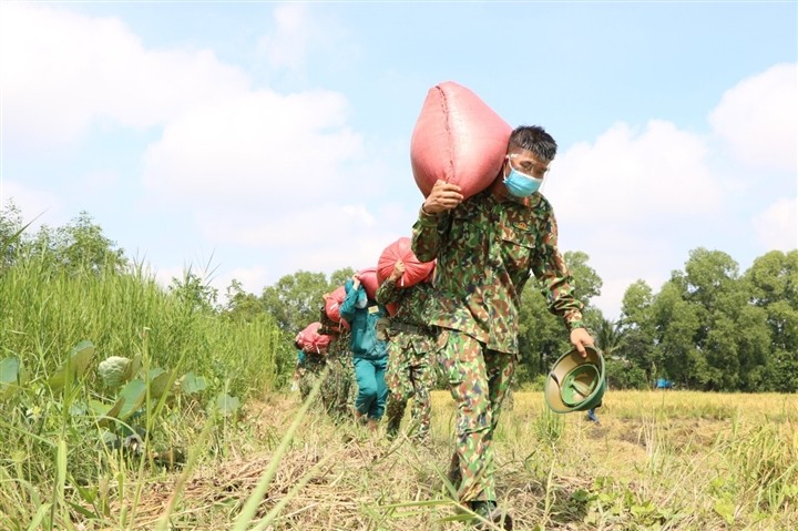 Bộ đội xuống đồng giúp nông dân TP.HCM thu hoạch lúa trong mùa dịch - ảnh 9