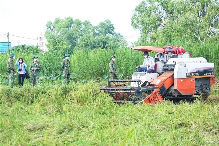 Bộ đội xuống đồng giúp nông dân TP.HCM thu hoạch lúa trong mùa dịch - ảnh 2