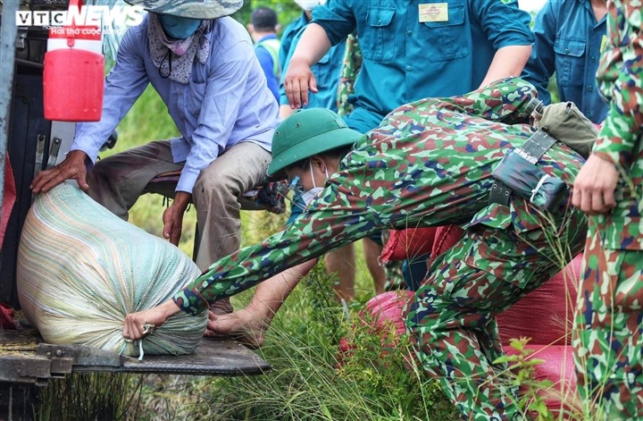 Bộ đội xuống đồng giúp nông dân TP.HCM thu hoạch lúa trong mùa dịch - ảnh 4