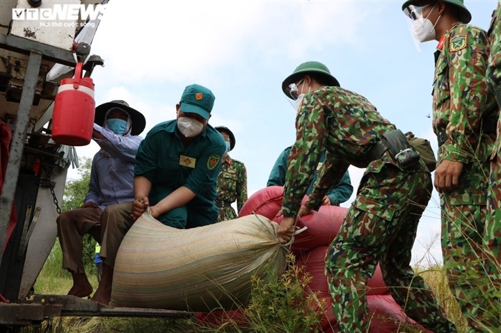 Bộ đội xuống đồng giúp nông dân TP.HCM thu hoạch lúa trong mùa dịch - ảnh 3