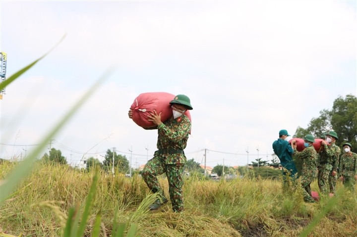 Bộ đội xuống đồng giúp nông dân TP.HCM thu hoạch lúa trong mùa dịch - ảnh 8