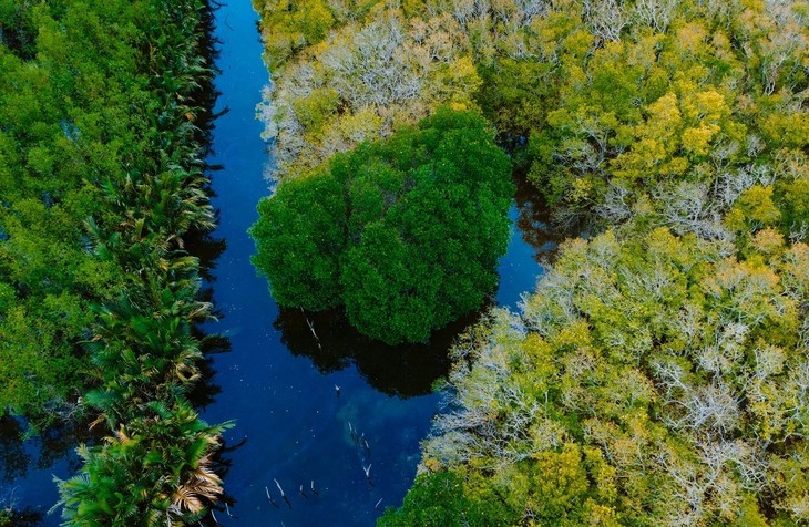 Vẻ đẹp rừng ngập mặn Rú Chá ở Huế mùa thay lá - ảnh 2