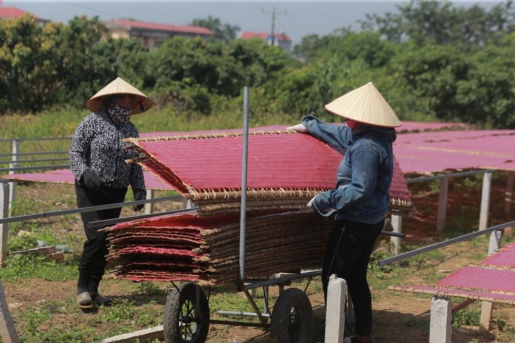 Sản phẩm Mỳ Chũ ở Lục Ngạn, Bắc Giang - ảnh 6