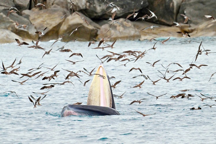 Mãn nhãn chứng kiến cá voi xanh săn mồi ở vùng biển Đề Gi của Bình Định - ảnh 1