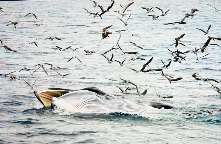 Mãn nhãn chứng kiến cá voi xanh săn mồi ở vùng biển Đề Gi của Bình Định - ảnh 3